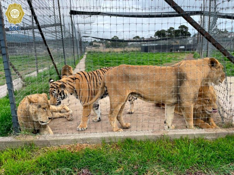 Vídeo. Rescatan del Ajusco a 190 animales que vivían en condición de  maltrato en el Santuario Black Jaguar-White Tiger - Beat Digital